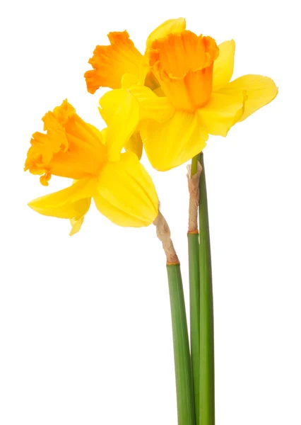 Narzissenblüte oder Narzissenstrauß — Stockfoto