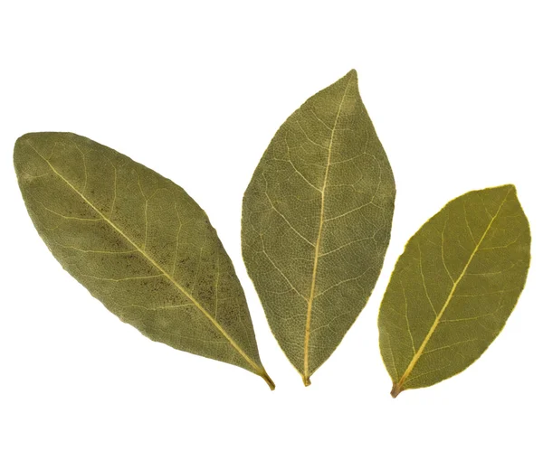 Aromatic bay leaves — Stock Photo, Image