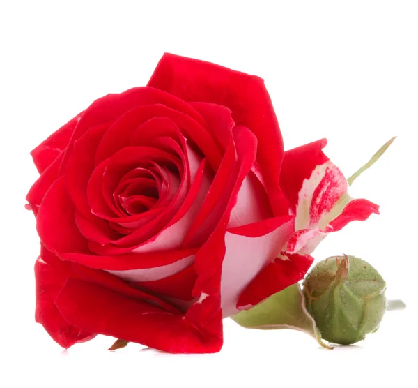 Cabeza de flor rosa roja — Foto de Stock