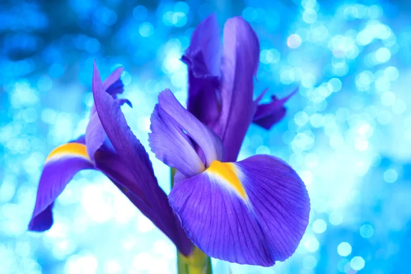 Lindas flores da íris azul — Fotografia de Stock