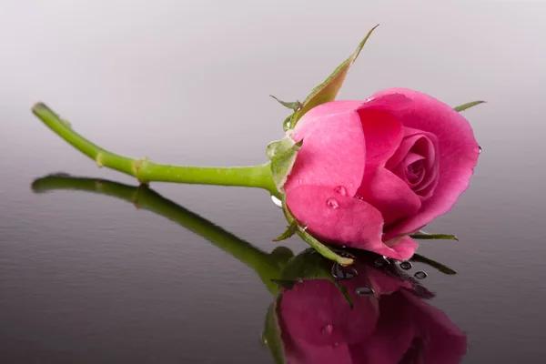 Rose flower with reflection on dark surface still life — Stock Photo, Image