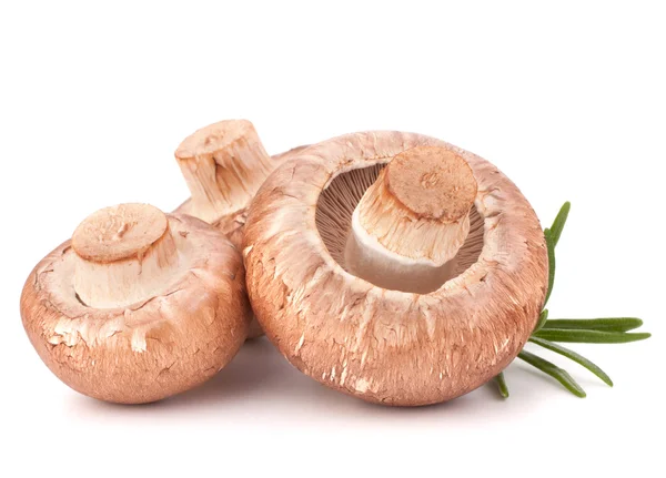 Braune Champignon-Pilze und Rosmarinblätter — Stockfoto