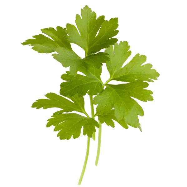 Fresh parsley herb  leaves — Stock Photo, Image