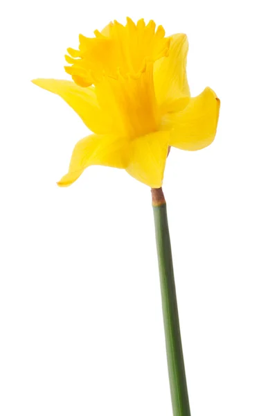 Daffodil flower or narcissus — Stock Photo, Image