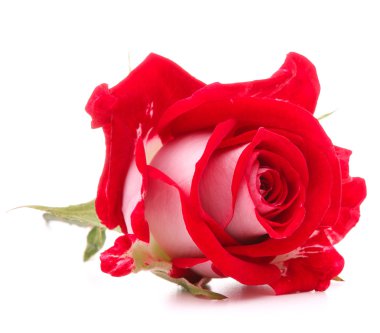 kırmızı gül çiçek kafa