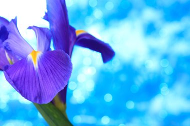 Beautiful blue iris flowers clipart
