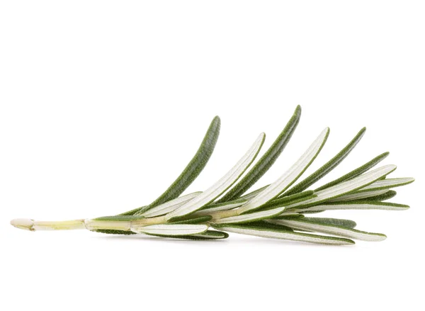 Rosemary herb spice leaves — Stock Photo, Image