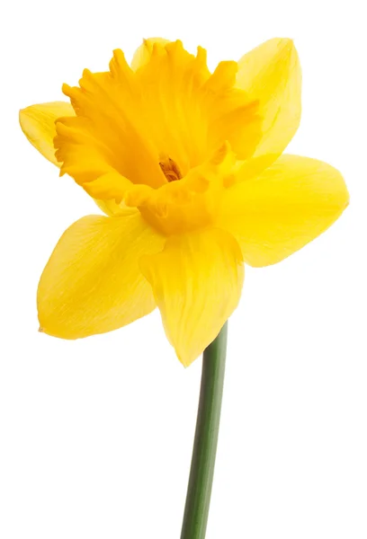 Желтый цветок нарцисса — стоковое фото