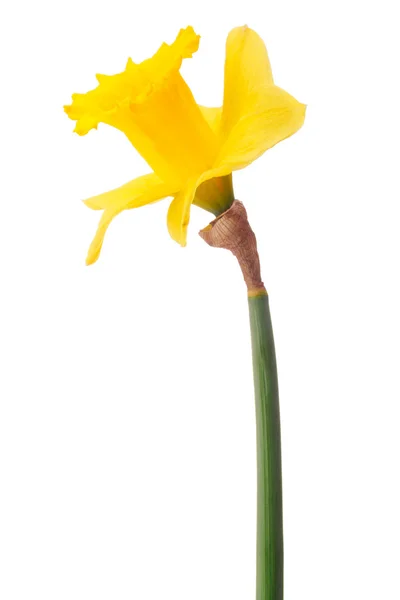 Flor amarela de narciso — Fotografia de Stock