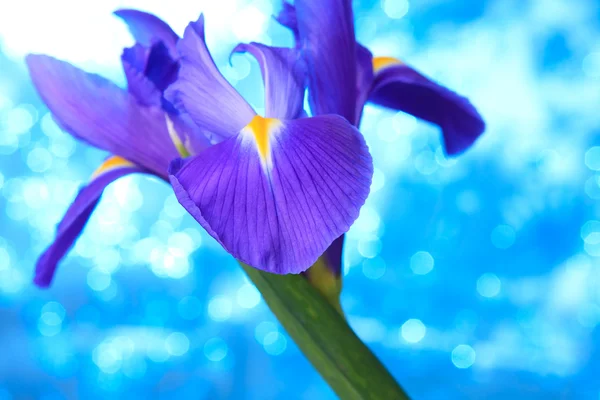 Beautiful blue iris flowers — Stock Photo, Image