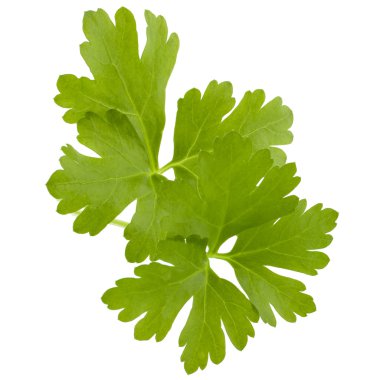 taze maydanoz bitki yaprakları