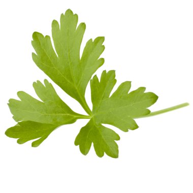 taze maydanoz bitki yaprakları