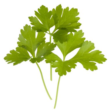 taze maydanoz bitki yaprakları