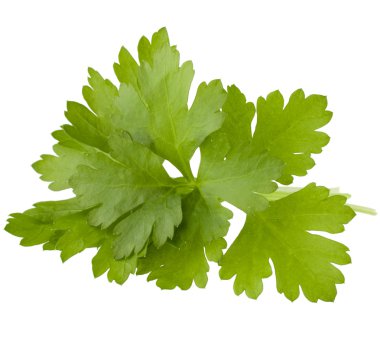 taze maydanoz bitki yaprakları