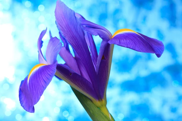 Schöne blaue Irisblüten — Stockfoto