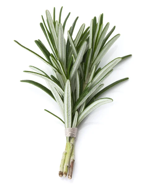 Rosemary kruid bladeren — Stockfoto