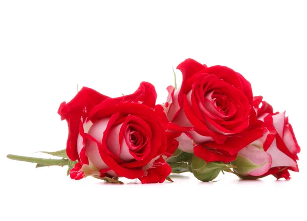 Rode roos bloemen boeket — Stockfoto