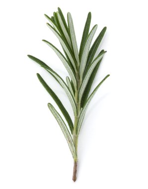 Biberiye bitki baharat yaprakları