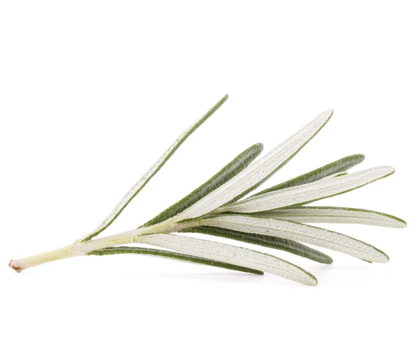 Rosemary herb spice leaves — Stock Photo, Image