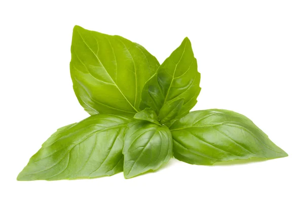 Sweet basil leaves — Stock Photo, Image