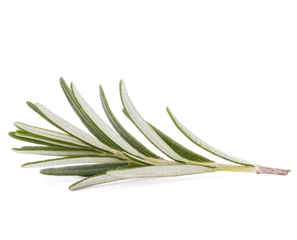 Rosemary herb spice leaves — Stock Photo, Image