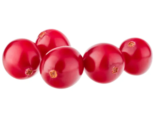 Merah Cranberry lezat — Stok Foto
