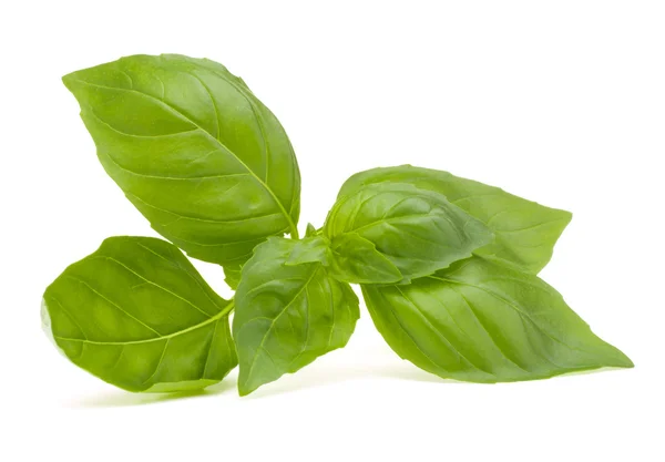 Sweet basil leaves — Stock Photo, Image