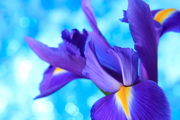 Blue irises flowers background — Stock Photo, Image