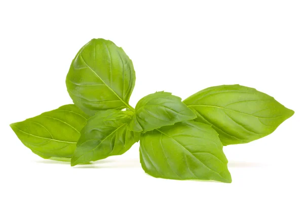 Sweet basil leaves — Stock Photo, Image