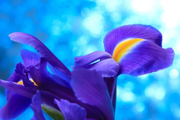 Schöne blaue Irisblüten — Stockfoto