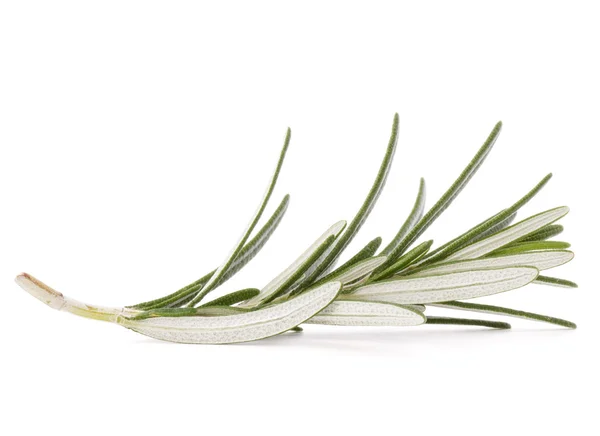 Rosemary herb spice leaves — Stock Photo, Image