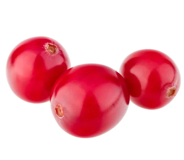 Rote Preiselbeeren — Stockfoto