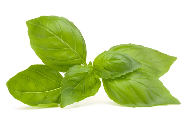 Sweet basil leaves — Stock Photo, Image