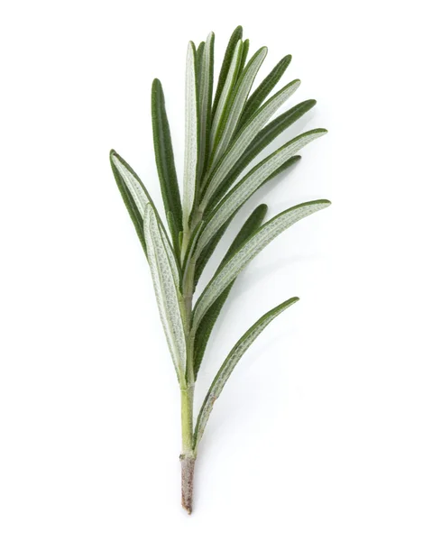 Rozmarin frunze de condimente de plante — Fotografie, imagine de stoc