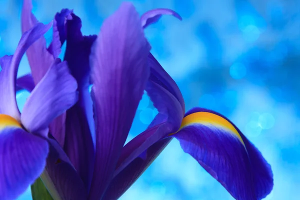 Belle fleur d'iris bleu — Photo