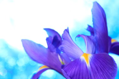 Beautiful blue iris flower clipart