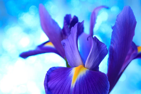 Schöne blaue Irisblume — Stockfoto