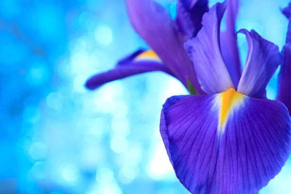 Bela flor de íris azul — Fotografia de Stock