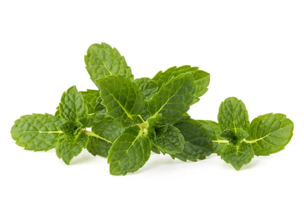 Foglie di menta fresca — Foto Stock