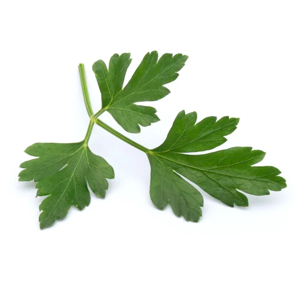 Fresh parsley herb  leaves — Stock Photo, Image