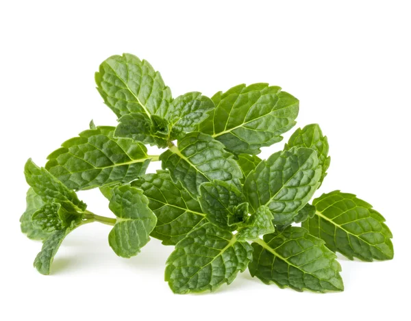 Fresh mint herb leaves — Stock Photo, Image