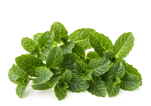 Ramuan mint segar daun — Stok Foto