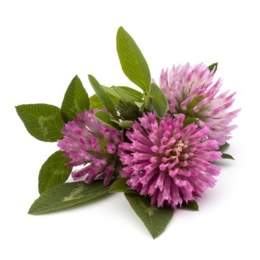 Yonca şifalı otlar çiçek