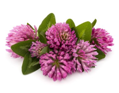 Yonca şifalı otlar çiçek