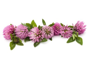 Yonca şifalı otlar çiçek