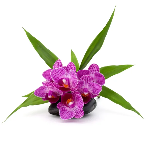 Zen guijarro y flores de orquídea —  Fotos de Stock