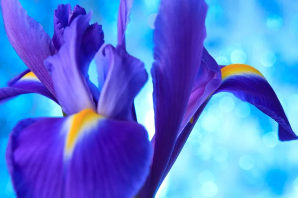 Bellissimo fiore di iris blu — Foto Stock