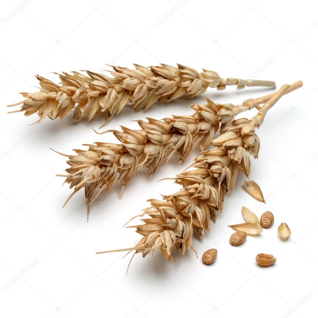 Dry wheat ears