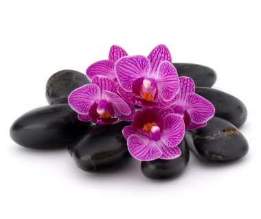 Zen çakıl ve orkide çiçekleri