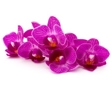 Orkide çiçek buketi
